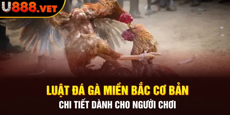 Luật đá gà miền Bắc cơ bản, chi tiết dành cho người chơi