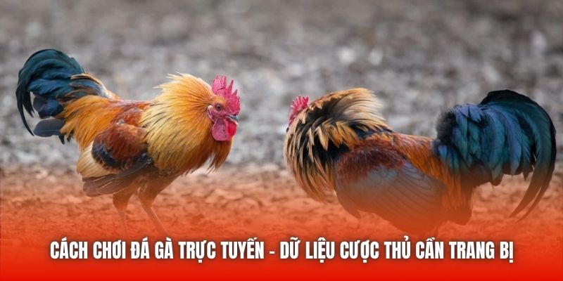 Cách Chơi Đá Gà Trực Tuyến - Dữ Liệu Cược Thủ Cần Trang Bị